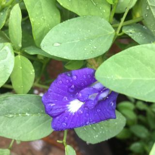 Cây hoa đậu biếc