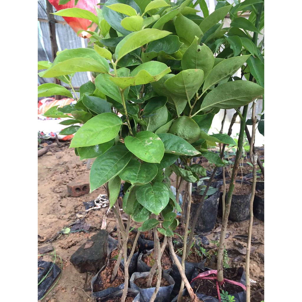 HỒNG GIÒN ĐÀ LẠT