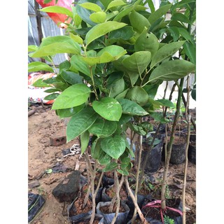 HỒNG GIÒN ĐÀ LẠT