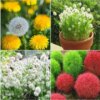 Combo 3 gói hạt giống cỏ  ( cỏ đổi màu + cỏ đuôi thỏ + cỏ bồ công anh )