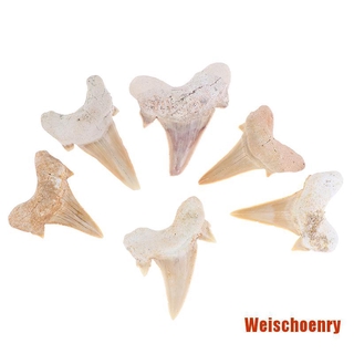 Răng Cá Mập Giảng Dạy Khoa Học Megalodon