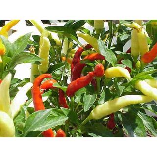 HẠT GIỐNG ỚT SỪNG CAO SẢN