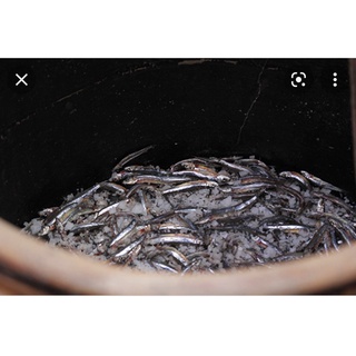 Nước Mắm Cốt Cá Cơm THANH NGÂN - 2