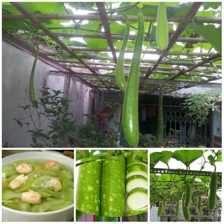 Hạt giống bầu sao quả dài F1 sai quả gói 10 hạt
