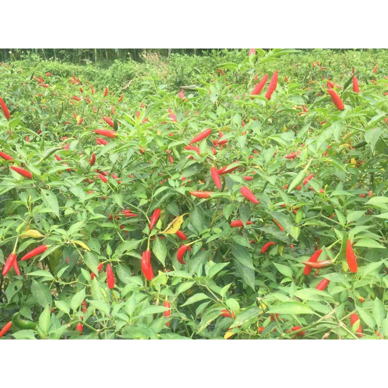 Hạt Giống Ớt Chỉ Thiên Siêu Cay F1 nảy mầm 💯🌱