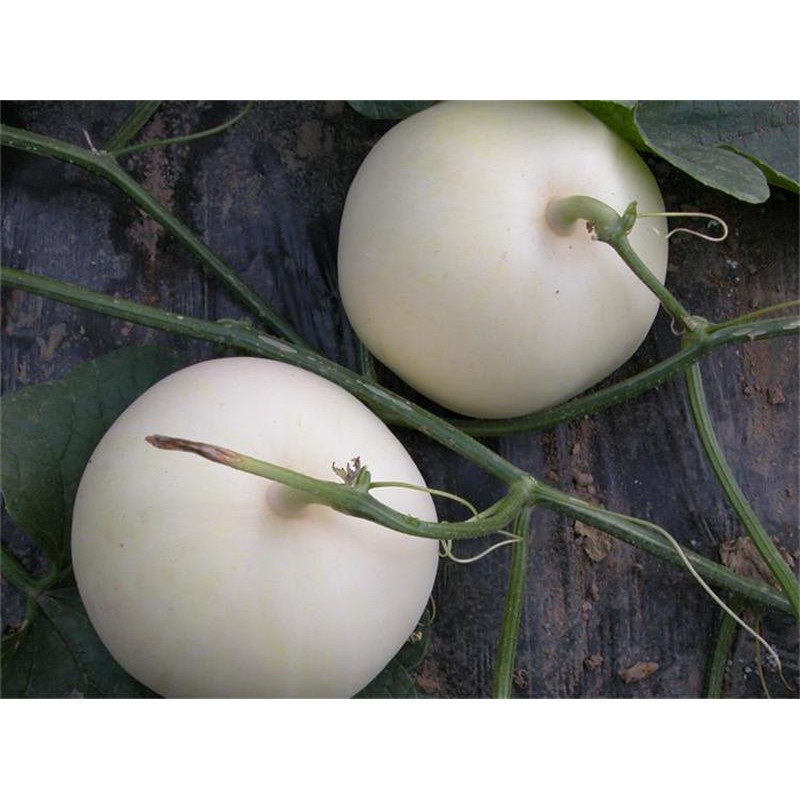Hạt giống dưa lê siêu ngọt bạch ngọc