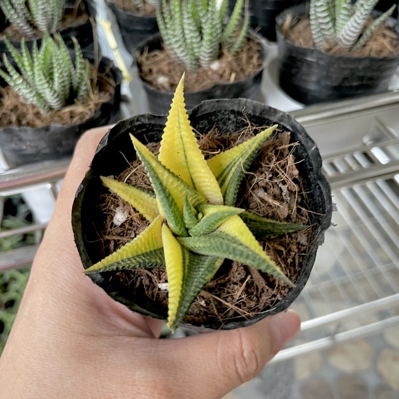 Móng Rồng Var ( 5-6cm )