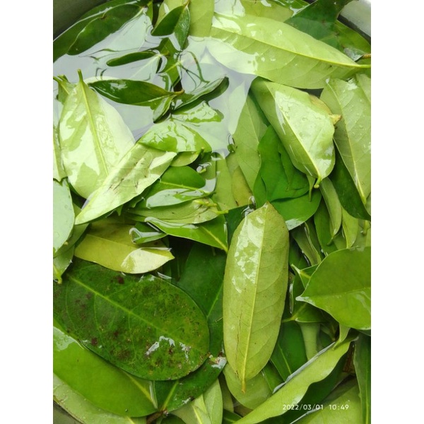 Lá mãng cầu xiêm phơi sấy  khô 100g. hút chân không