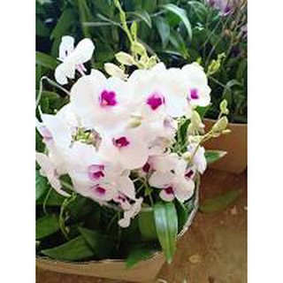 Hoa lan DENRO THAI LAN YAYA mini chậu size nhỏ hoa quanh năm, hàng nhập THÁI LAN - DENROTHAI111