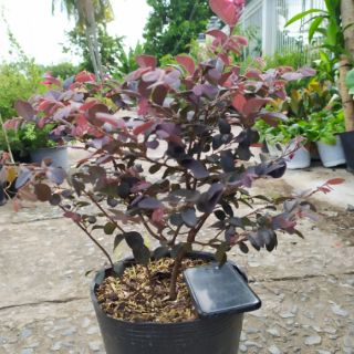 Cây Hồng Phụng