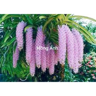 Lan đuôi chồn- hoa to dài, màu tím, cây xanh khoẻ dễ trồng