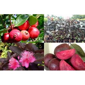 Chậu Cây Ổi Tím Malaysia ra bông sau 3 tháng.