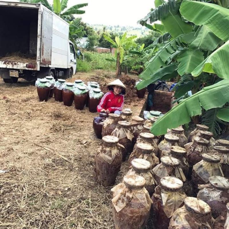 Cốt Nghệ Hạt Gấc Hạ Thổ Handmade Cho Mặt | BigBuy360 - bigbuy360.vn