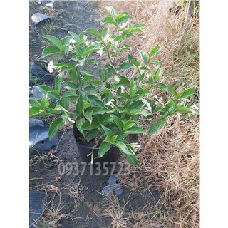 CÂY HOA LÀI CAO TỪ 20-40 CM