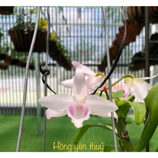 Phi điệp hồng yên thuỷ hàng cây giống năm 2 đã thuần tại vườn