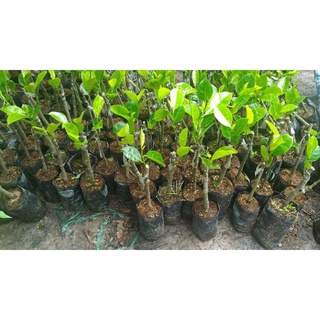 cây giống mít thái siêu sớm (18 tháng cho thu hoạch)