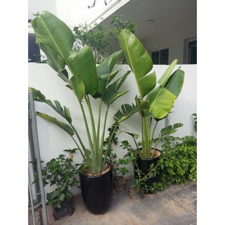 Chuối rẻ quạt - Hàng cao 2m