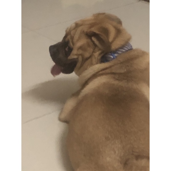 chó siu ở dơ