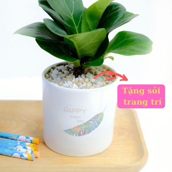 Cây Bàng Singapor để bàn kèm chậu sứ trắng  cây phong thủy mang lại tài lộc cho gia chủ . Cây + chậu KT cao 20 cm