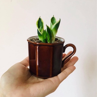 5 Mầm cây lưỡi hổ