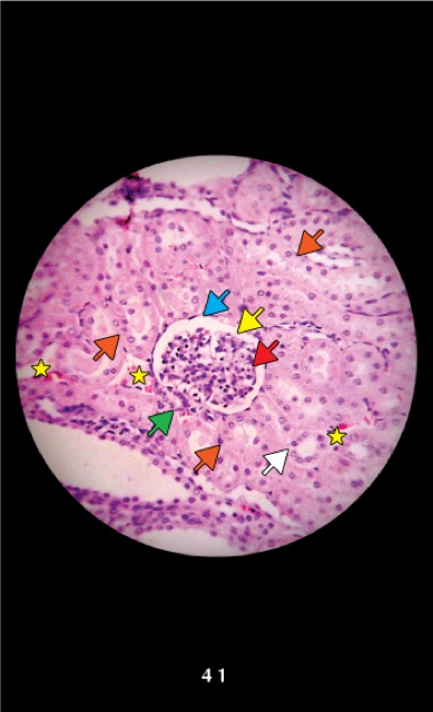 FA mô học// flashcard anatomy mô học