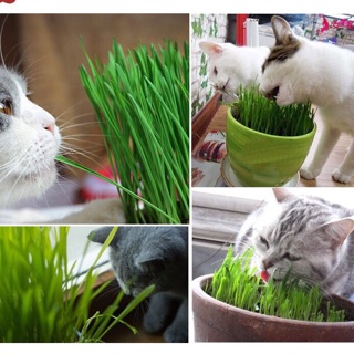 Hạt giống trồng cỏ tươi cho mèo cat grass seeds