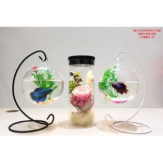 Combo bể cá mini phong thủy để bàn làm việc 22 ( Tặng kèm combo 03 phụ kiện trang trí )