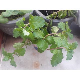 Cây giống rau húng lủi