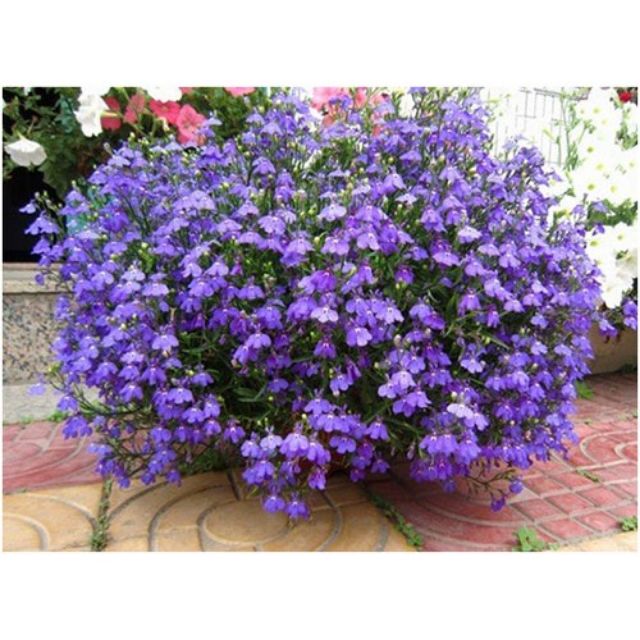 Hạt giống hoa Cúc Lobelia Nhiều màu gói 50 Hạt