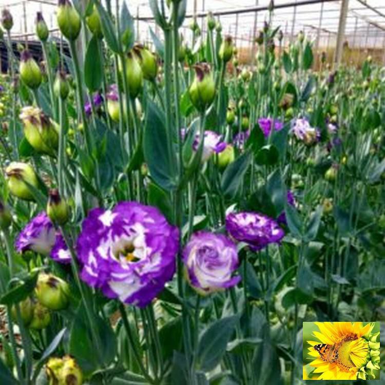 Hạt giống hoa Cát tường