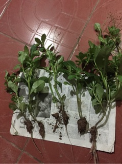 Cây sâm đất( cây chuyển như ảnh cuối)