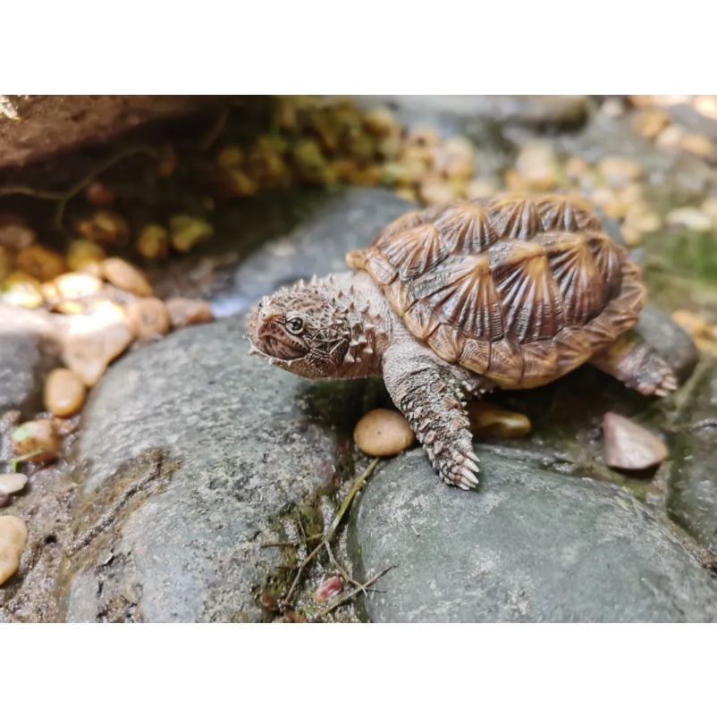 Tượng trang trí rùa cá xấu mini hãng TuTuZoo Studio