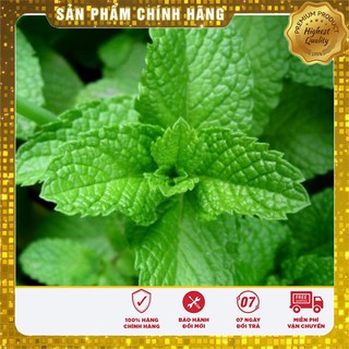 Bộ gói hạt giống Húng bạc hà (húng lủi)
