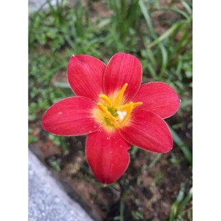 set Củ hoa huệ mưa đặt qua tin nhắn fb