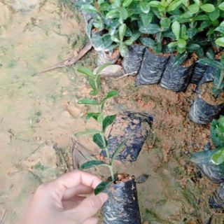 Cây giống mẫu đơn
