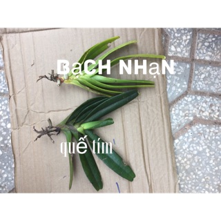 lan combo  1 bạch nhạn + 1 quế tím