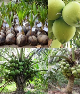 Dừa sim lùn siêu trái