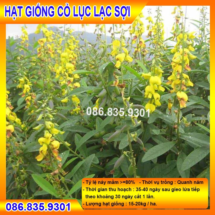 HẠT GIỐNG CỎ CHĂN NUÔI CỎ LỤC LẠC SỢI GIỐNG CHUẨN, DỄ TRỒNG 1KG
