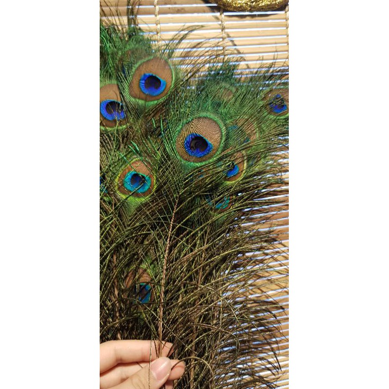 combo 108 lông công phong thủy dài 80-100cm (ảnh thật) | BigBuy360 - bigbuy360.vn