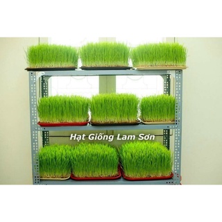 100GR - HẠT GIỐNG CỎ LÚA MÌ ( LÚA MẠCH ) - CỎ MÈO.