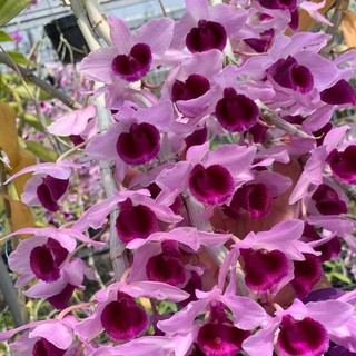 combo các loại hoa lan, phi điệp mặt hoa giả hạc mã số