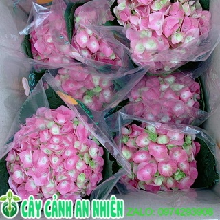 Cẩm tú cầu