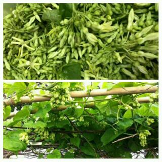 Cây giống thiên lý f1 siêu bông