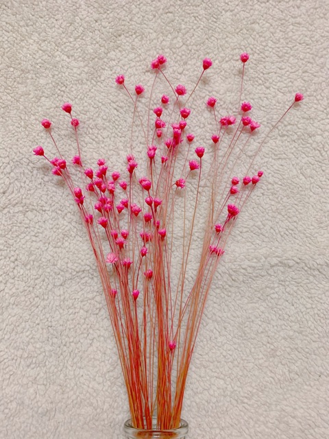 Bình hoa tuyết nhiệt đới màu hồng 100 bông GIÁ SALE
