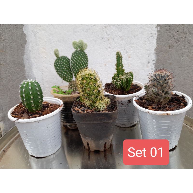 Set 5 xương rồng mini (giao ngẫu nhiên) Hoa Đá BMT