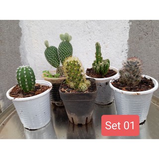 Set 5 xương rồng mini (giao ngẫu nhiên) Hoa Đá BMT