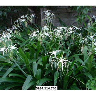 5 Cây  bạch trinh biển hoa trắng