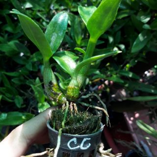 9 loại denro nắng