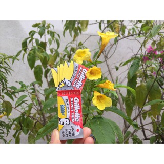 Vỉ dao lam Gillete siêu bén 100 lưỡi
