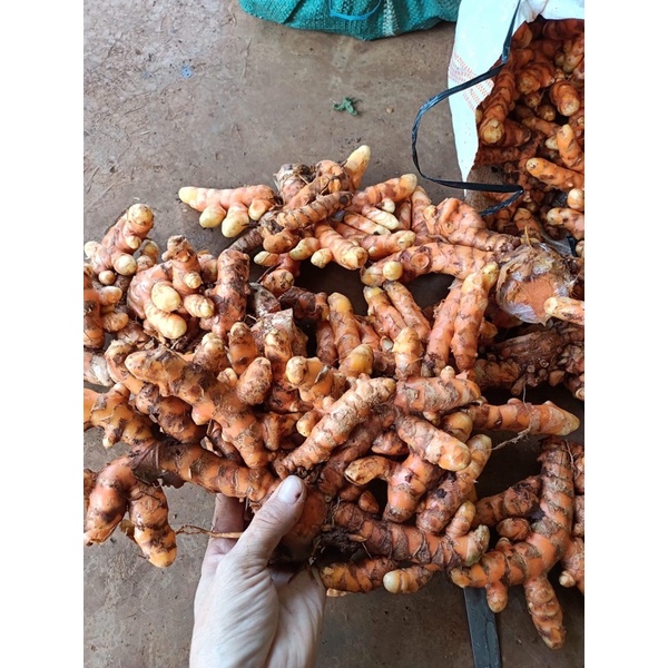 Nghệ tươi 1kg